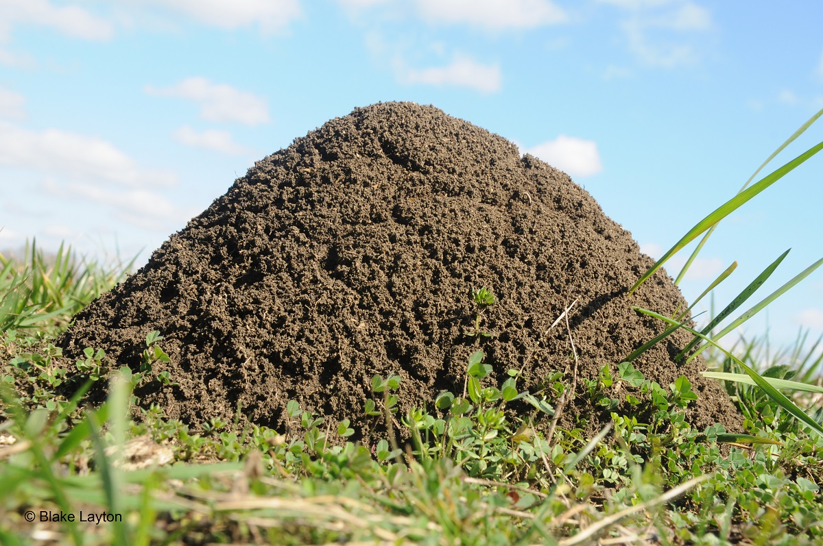 Large fire ant mound.